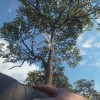 theHunter: Call of the Wild - Treestand & Tripod Pack DLC Steam CD Key