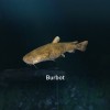 Ultimate Fishing Simulator - New Fish Species DLC Steam CD Key