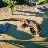 Planet Zoo - Deluxe Upgrade Pack DLC Steam CD Key Planet Zoo - Deluxe Upgrade Pack DLC Steam CD Key