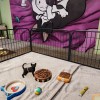 Animal Shelter - Puppies & Kittens DLC EN Language Only PC Steam CD Key