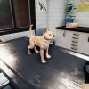 Animal Shelter - Puppies & Kittens DLC EN Language Only PC Steam CD Key