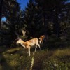 Way of the Hunter Steam CD Key
