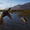 Way of the Hunter Steam CD Key