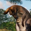 Planet Zoo - Grasslands Animal Pack DLC Steam CD Key Planet Zoo - Grasslands Animal Pack DLC Steam CD Key