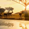 Planet Zoo Premium Edition 2023 EU Steam CD Key Planet Zoo Premium Edition 2023 EU Steam CD Key