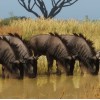 Planet Zoo Ultimate Edition 2023 Steam CD Key Planet Zoo Ultimate Edition 2023 Steam CD Key
