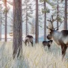 Planet Zoo + Aquatic + Arctic + North America Animal DLCs EU Steam CD Key Planet Zoo + Aquatic + Arctic + North America Animal DLCs EU Steam CD Key