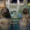 Planet Zoo - Aquatic Pack DLC EU Steam CD Key