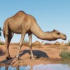 Planet Zoo - Arid Animal Pack DLC EU Steam CD Key