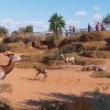 Planet Zoo - Arid Animal Pack DLC EU Steam CD Key