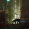 Stray EU XBOX One / Xbox Series X|S / Windows 10 CD Key Stray EU XBOX One / Xbox Series X|S / Windows 10 CD Key