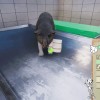 Animal Shelter - Vet Clinic DLC PC Steam CD Key