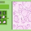 Animal Shelter - Vet Clinic DLC PC Steam CD Key