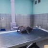 Animal Shelter - Vet Clinic DLC PC Steam CD Key