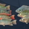 Ultimate Fishing Simulator - Kariba Dam DLC EU Steam CD Key