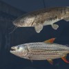 Ultimate Fishing Simulator - Kariba Dam DLC EU Steam CD Key