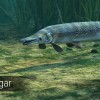 Ultimate Fishing Simulator - Amazon River DLC EU Steam CD Key