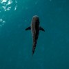 Ultimate Fishing Simulator - Florida DLC Steam CD Key