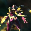 Digimon Story: Cyber Sleuth Complete Edition EU Nintendo Switch CD Key