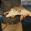 Call of the Wild: The Angler - South Africa Reserve DLC PC Steam CD Key