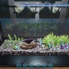 Aquarist NA PS5 CD Key