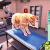 Animal Shelter 2 PC Steam CD Key