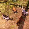 Animal Shelter 2 PC Steam CD Key