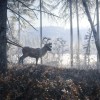 theHunter: Call of the Wild (2024)  - Master Hunter Bundle PC Steam CD Key