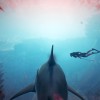 Maneater Apex Edition EU PC Steam CD Key
