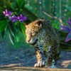 Planet Zoo - South America Pack DLC EU PC Steam CD Key Planet Zoo - South America Pack DLC EU PC Steam CD Key