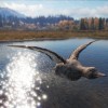 theHunter: Call of the Wild - Duck and Cover Pack DLC EU PC Steam CD Key
