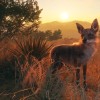 theHunter: Call of the Wild - Rancho del Arroyo DLC EU PC Steam CD Key