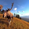 Way of the Hunter Elite Edition EU PC Steam CD Key