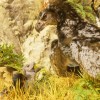 ARK: Survival Ascended UK Xbox Series X|S / PC CD Key