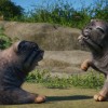 Planet Zoo - Zookeepers Animal Pack DLC PC Steam CD Key Planet Zoo - Zookeepers Animal Pack DLC PC Steam CD Key