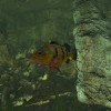 Ultimate Fishing Simulator - Aquarium DLC PC Steam CD Key