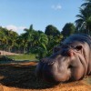 Planet Zoo Ultimate Edition 2025 PC Steam CD Key Planet Zoo Ultimate Edition 2025 PC Steam CD Key