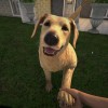 Pets Hotel NA PS5 CD Key