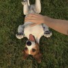 Pets Hotel NA PS5 CD Key