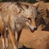 Planet Zoo - Americas Animal Pack DLC EU PC Steam CD Key Planet Zoo - Americas Animal Pack DLC EU PC Steam CD Key