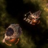 Stellaris - BioGenesis EU PC Steam CD Key