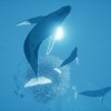 ABZU EU PC Steam CD Key
