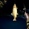 Ultimate Fishing Simulator Steam CD Key