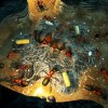 Empires of the Undergrowth PC Steam CD Key