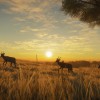 theHunter: Call of the Wild - Vurhonga Savanna DLC Steam CD Key