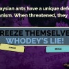 The Jackbox Party Pack 2 EU PC Steam CD Key