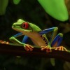 Planet Zoo - South America Pack DLC Steam CD Key