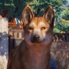Planet Zoo - Australia Pack DLC EU Steam CD Key