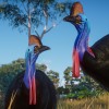 Planet Zoo - Australia Pack DLC EU Steam CD Key