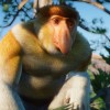 Planet Zoo - Southeast Asia Animal Pack DLC PC Steam CD Key Planet Zoo - Southeast Asia Animal Pack DLC PC Steam CD Key